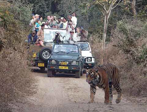 Ranthambore Special